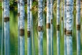 The sunken forest of Lake Kaindy.